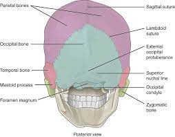 Back of skull anatomy labeled. 7 2 The Skull Axial Skeleton By Openstax Page 4 120 Jobilize Llc Anatomy And Physiology Textbook Human Skull Anatomy Skull Labeled