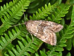 Image result for Photedes minima