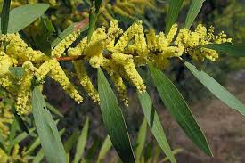 Image result for Acacia longifolia