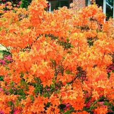 Garten Azalee Glowing Embers Online Kaufen Bei Gartner Potschke Azaleen Garten Und Pflanzen