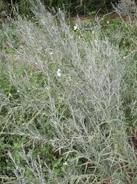 Image result for Gomphostigma