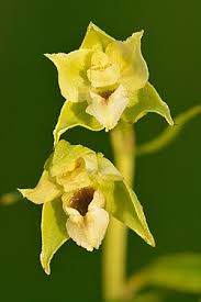 Image result for Epipactis africana