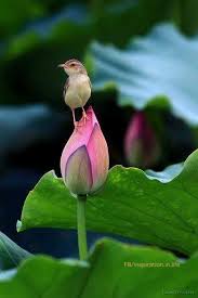 Birds That Start With A U Pin By Linda Bacon On Pajaros Pretty Birds Beautiful Birds Animals