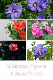 32 Different Types Of Hibiscus Flowers Hibiscus Flower Garden Growing Hibiscus