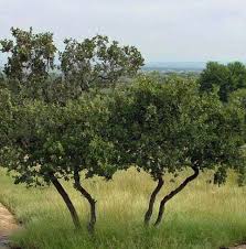Image result for Combretum collinum
