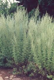 Image result for Artemisia afra