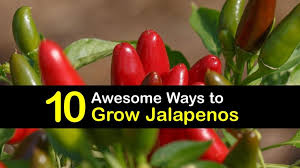 More images for how often should you water jalapeno plants » 10 Insanely Awesome Ways To Grow Jalapenos