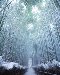 Hutan Bambu Kyoto Jepang Gambar Hutan Pemandangan Fotografi Alam