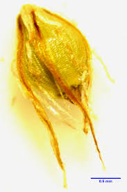 Image result for Eleocharis mutata