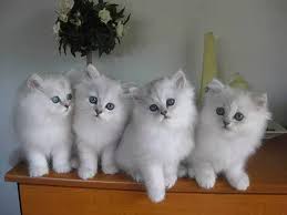 En Cok Ilgi Goren 21 Kedi Turu Ve Ozellikleri Cute Kittens Kedi Cok Sirin Hayvanlar