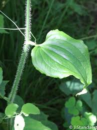 Image result for Smilax  tamnoides