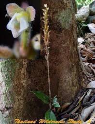 Image result for Hetaeria heterosepala