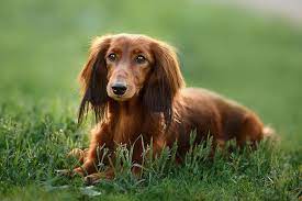 Exterior of a red long haired dachshund. Dachshund Dog Breed Information