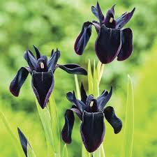 We did not find results for: Siberian Iris Black Flowered Fall Flower Bulbs Eden Brothers