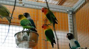 Mit Diesem Trick Fressen Agaporniden Und Wellensittiche Gerne Obst Und Gemuse Sittiche Wellensittich Und Vogelvoliere