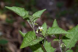Image result for Solanum linneanum