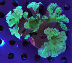 Image result for Scleria sobolifer