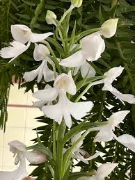 Image result for Habenaria nyikana