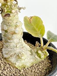 Image result for Dorstenia buchananii