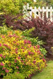 Image result for Spiraea bumalda