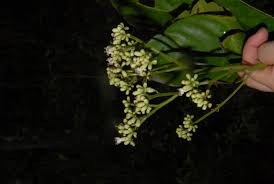 Image result for Cordia torrei