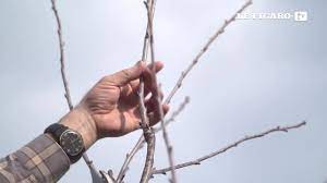 En allumant la lumière, la plante croit que sa nuit le cannabis naturellement n'a pas à faire attention à l'endroit où elle poussera. Pourquoi Mon Cerisier Ne Fait Il Que Des Feuilles