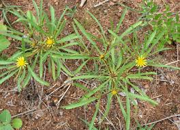 Image result for Geigeria burkei