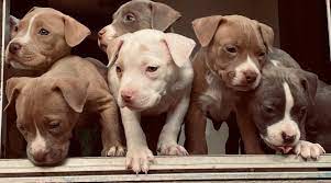 Because of their commonality, they are among the cheapest pitbull puppies, costing between $500 and $700 on average. White Pitbulls Genetics Pictures Puppy Prices More