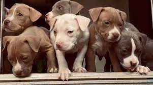 White Pitbulls Genetics Pictures Puppy Prices More