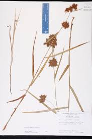 Image result for Fuirena microcarpa