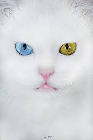 Beautiful Beautiful Cats Cats Kittens