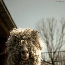Say Bye Animals Cute Animals Animals Wild