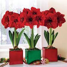 Winter Poisonous Plant Amaryllis Amaryllis Plant Flower Pot Design Bulb Flowers