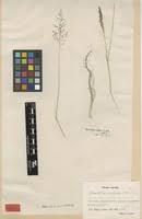 Image result for Sporobolus ioclados