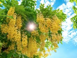 Image result for Cassia angolensis