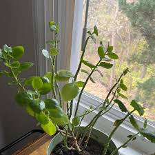 Image result for Kalanchoe brachyloba
