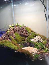 New Carnivorous Plant Terrarium Terrariums