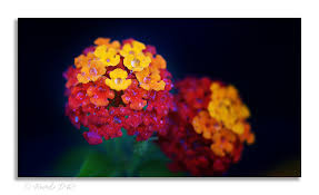 Image result for Lantana ukambensis