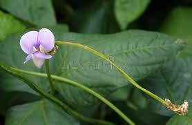 Image result for Vigna unguiculata