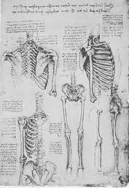 Master the anatomy of the ribs and vertebral column using the following study units The History Of The Skeleton