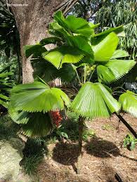 Image result for Licuala grandis