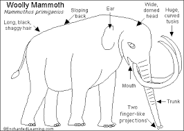 Labeled diagram of an elephant. Woolly Mammoth Enchantedlearning Com
