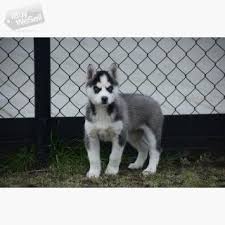 Siberian husky prices fluctuate due to many factors including but not limited to, where you reside or how far you're willing to travel. Buy And Sell For Free Online Ibuywesell Wonderful Blue Eyes Siberian Husky Puppies Girl And Boy Ready Go Now