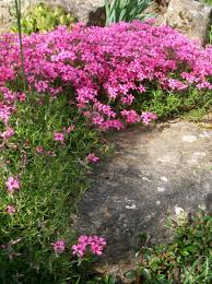 Plantes De Rocaille Vivaces Phlox Subuta Rose Lafleurite Phlox1 Plantes De Rocaille Vivaces