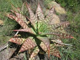Image result for Orbea maculata