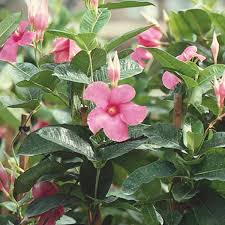 When temps are consistently above 50 degrees at night you can return it to the the easiest way to care for mandevilla in a south carolina winter is by bringing the plant in to the house during the coldest days. Mandevilla Pink Allamanda Mandevilla Splendens My Garden Life