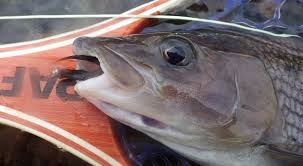 Film de robin davisnathalie baye. Taille Mouches Et Ombre Commun Le Coin Montage De Mouches Peche Mouche Gobages Com