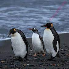 Injection video in hindi, injection lagane ka sahi tarika, injection lagane ka tarika, injection kitane prakar ke hote hain, types of. English To Punjabi Dictionary Meaning Of Penguin In Punjabi Is à¨ª à¨– à¨ª à¨¨à¨— à¨‡à¨¨