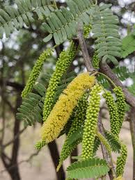 Image result for Prosopis juliflora