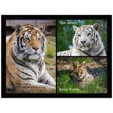 A jigsaw puzzle made by gibsons and available to buy here at babylon puzzles. Daisy Simon And Scarlet Wildcat Sanctuary Jigsaw Puzzle